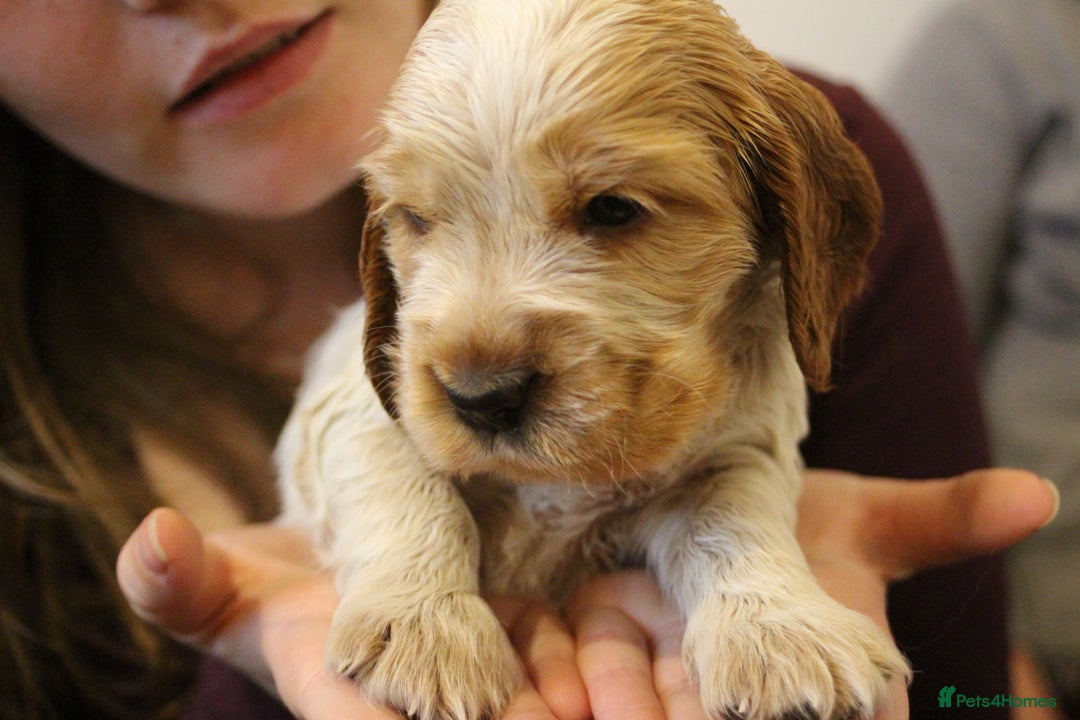 Cocker Spaniel dogs for sale: Beautiful sable show type cocker spaniel puppies - Image 8