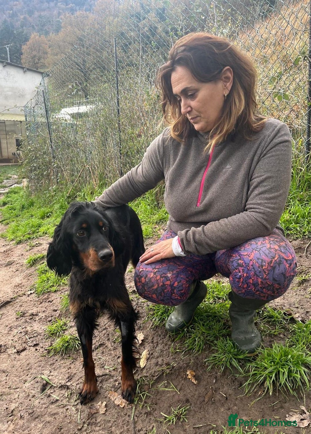 Gordon Setter dogs for adoption: Ona   - Advert 3