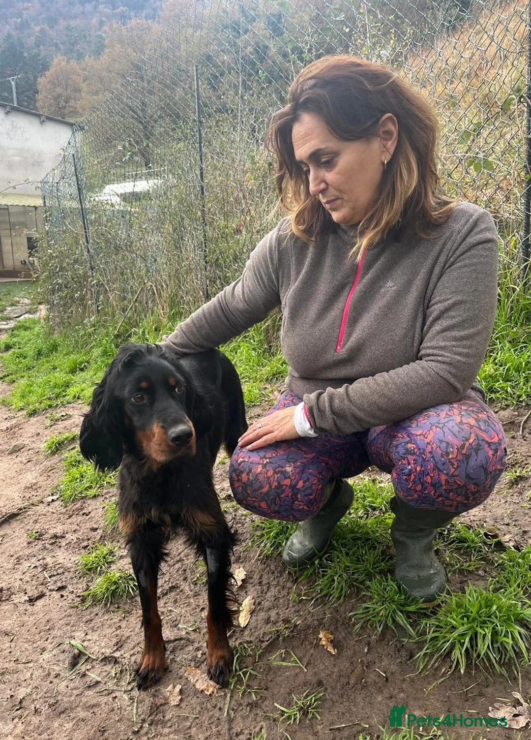 Gordon Setter dogs for adoption: Ona   - Advert 3