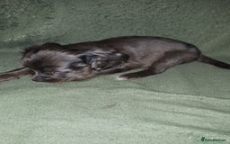 Cockapoo dogs for sale: F2b cockapoo puppies - Image 18
