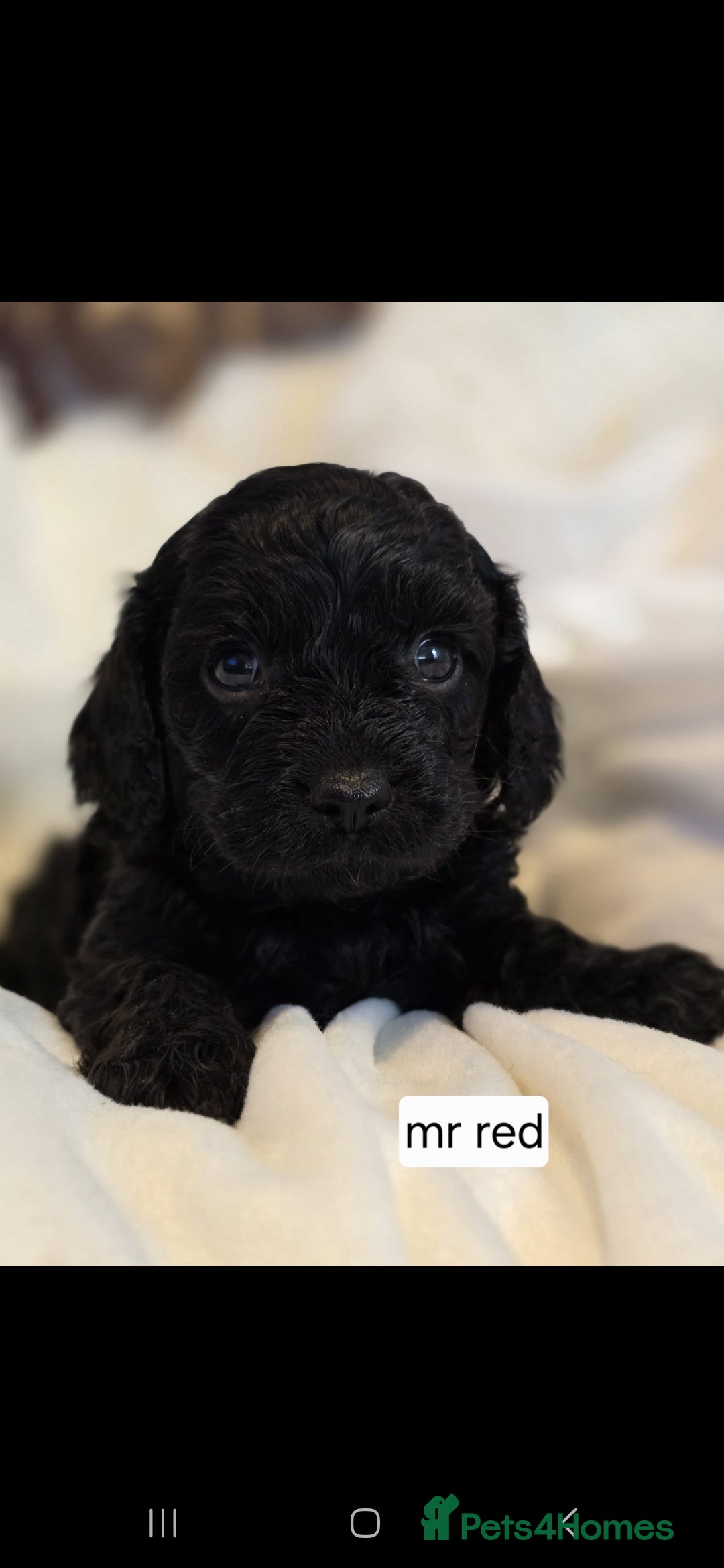 Cavapoo dogs for sale: F1 Cavapoos  - Image 2
