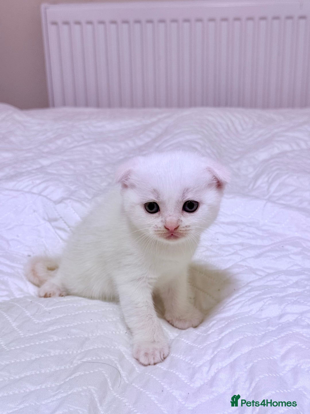 Scottish Fold cats for sale: Scottish fold & Scottish Straight for Sale  - Image 1