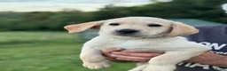 Labrador Retriever dogs for sale: Labrador Puppies ready to go to their new homes - Advert 4