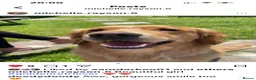 Golden Retriever dogs for sale: Beautiful girl due puppies in Nelson - Advert 7