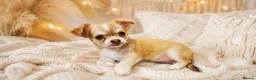 Chihuahua dogs for sale: Chihuahua boy and girl  in Bournemouth - Advert 15