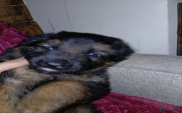 German Shepherd dogs for sale: Puppies - Image 2