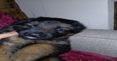 German Shepherd dogs - Advert 7