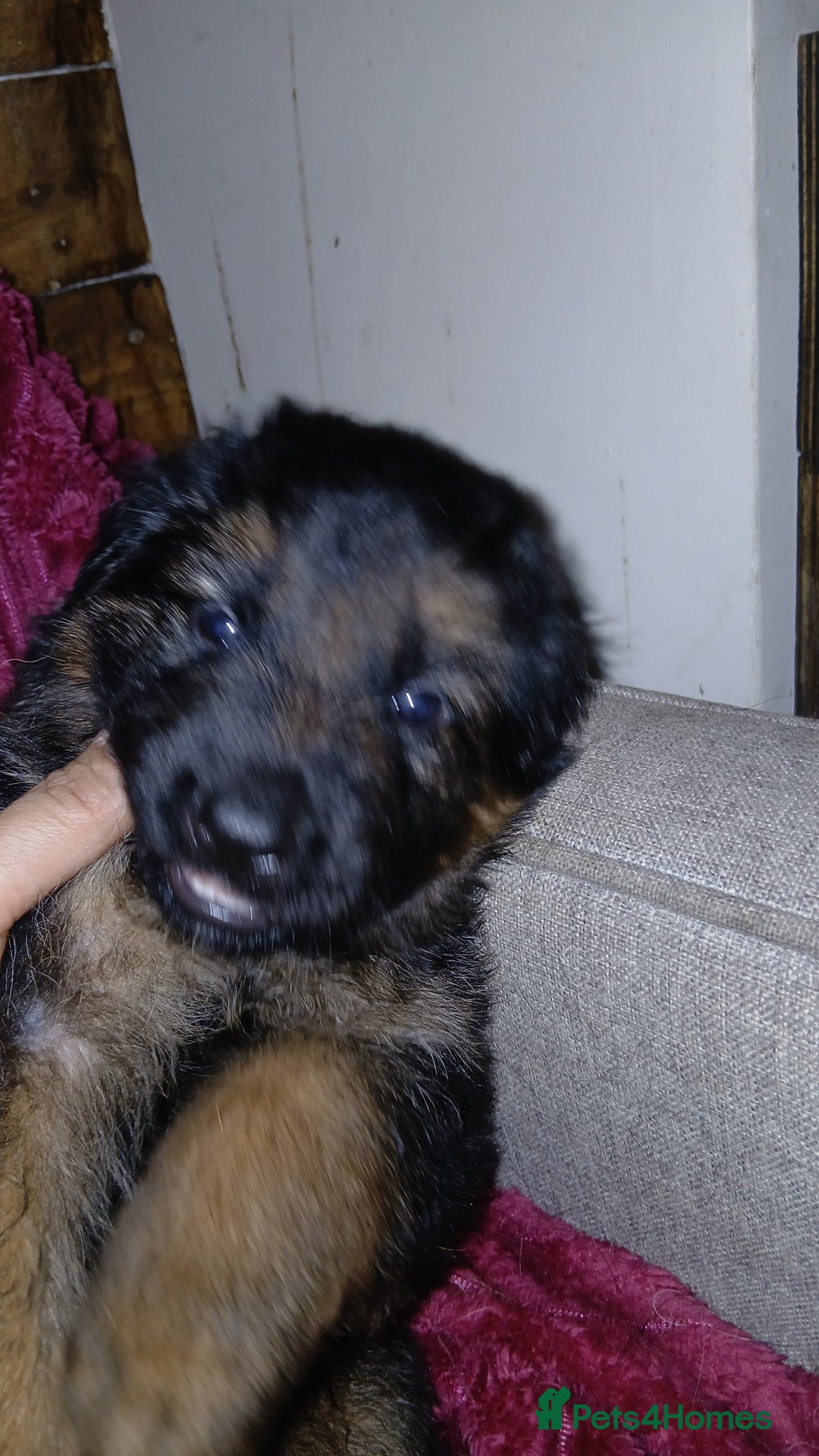 German Shepherd dogs for sale: Puppies - Image 2