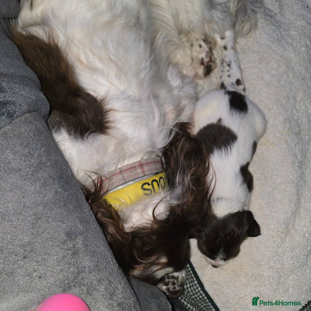 English Springer Spaniel dogs for sale: Stunning Pedigree Registered Pups - Image 31