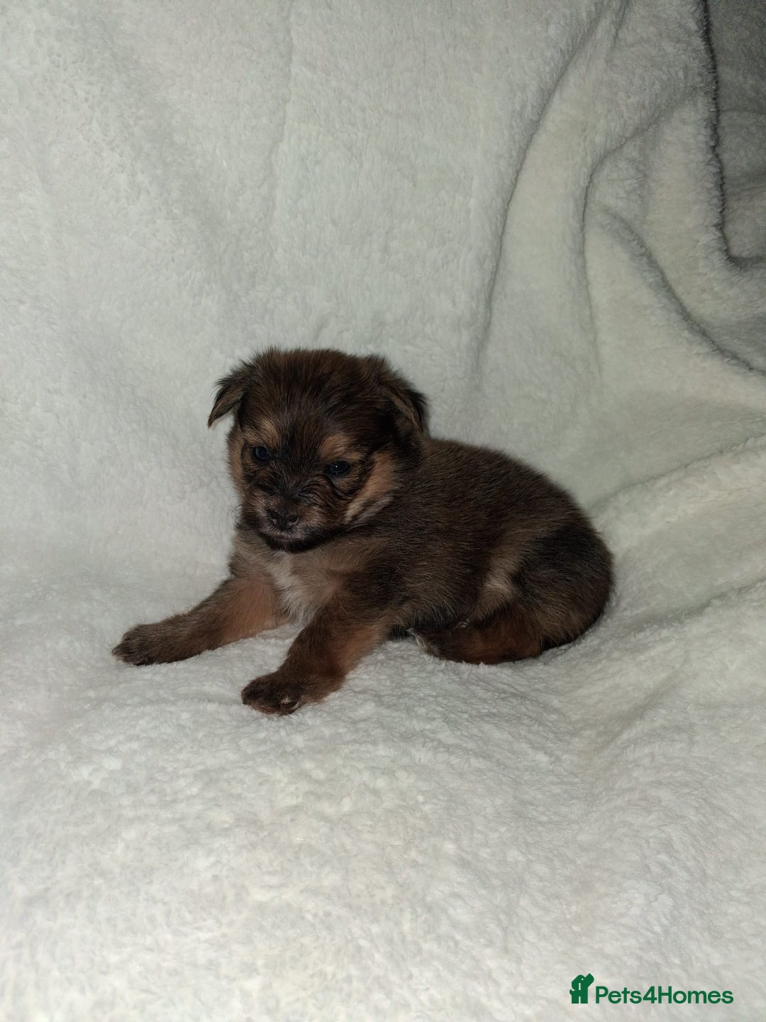 Mixed Breed dogs for sale: Yorkshire Terrier x Pomeranian Puppys - Advert 9