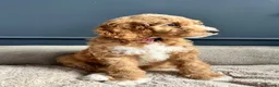 Australian Labradoodle dogs for sale: 🐾 READY TO GO ~ EXCEPTIONAL AUSTRALIAN DOODLES🐾 - Advert 17