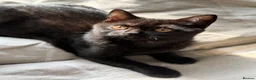 Scottish Fold cats for sale: 🖤Black Scottish Straight Girl🖤 - Advert 3