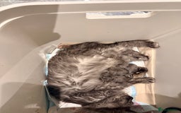 Maine Coon cats for sale: 2 Solid Blue Males  - Advert 4