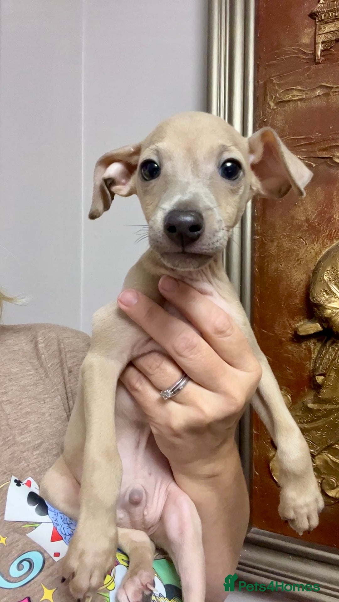 Italian Greyhound dogs for sale: Stunning Pedigree Italian Greyhounds Cream & Fawn  - Image 14