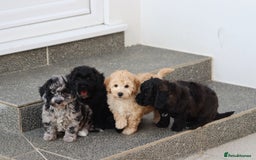 Poochon dogs for sale: F1 Poochon puppies For Sale  - Image 14