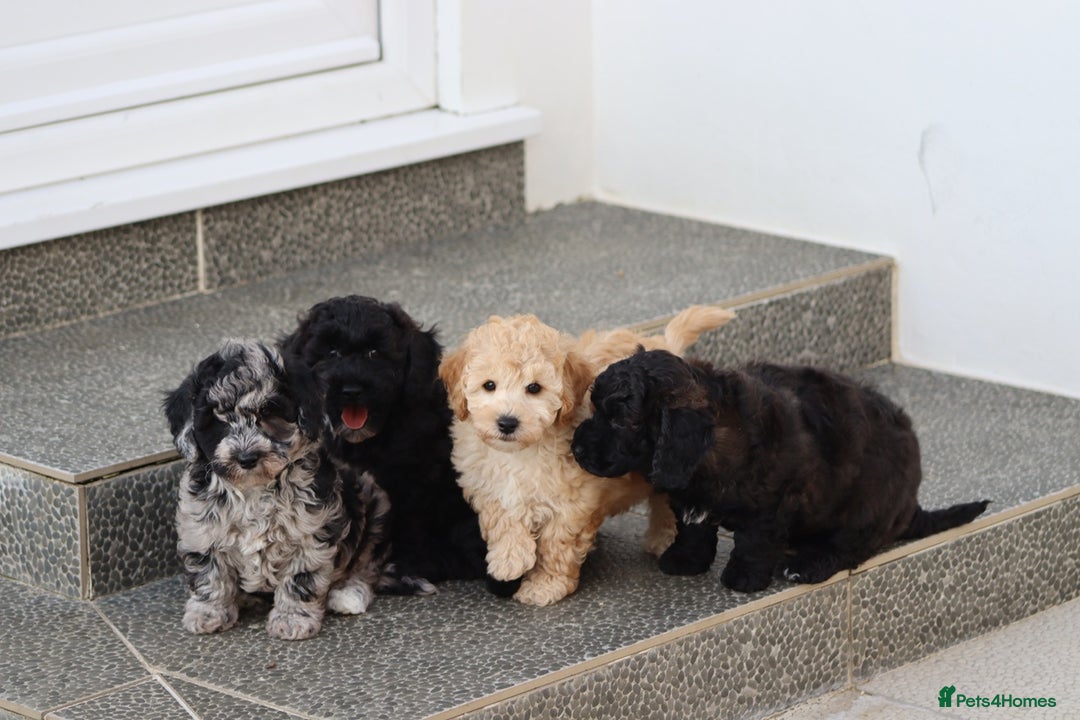 Poochon dogs for sale: F1 Poochon puppies For Sale  - Image 14