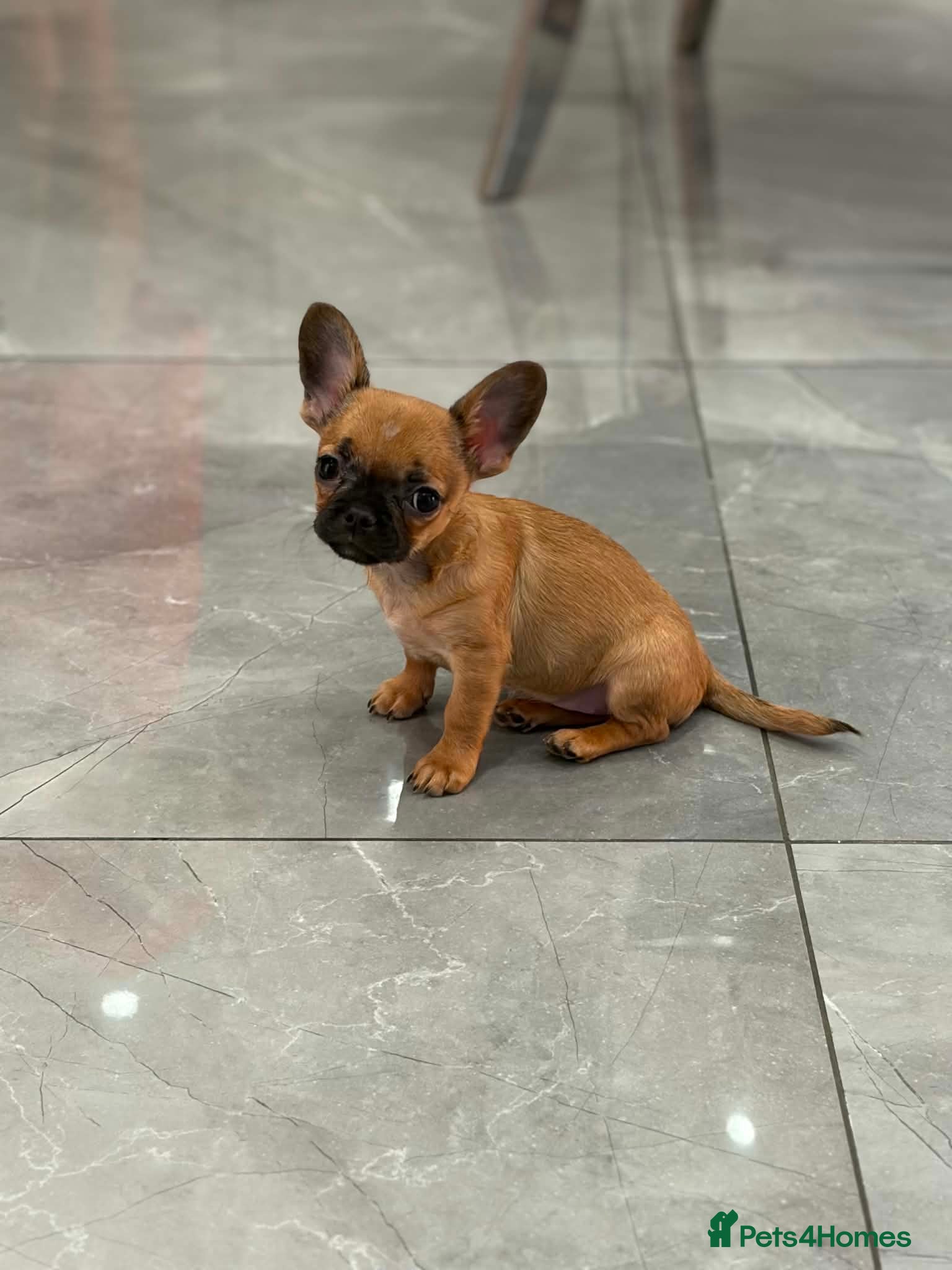 Mixed Breed dogs French/Chihuahua girlie - Advert 1