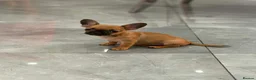 Mixed Breed dogs for sale: French/Chihuahua girlie - Advert 1