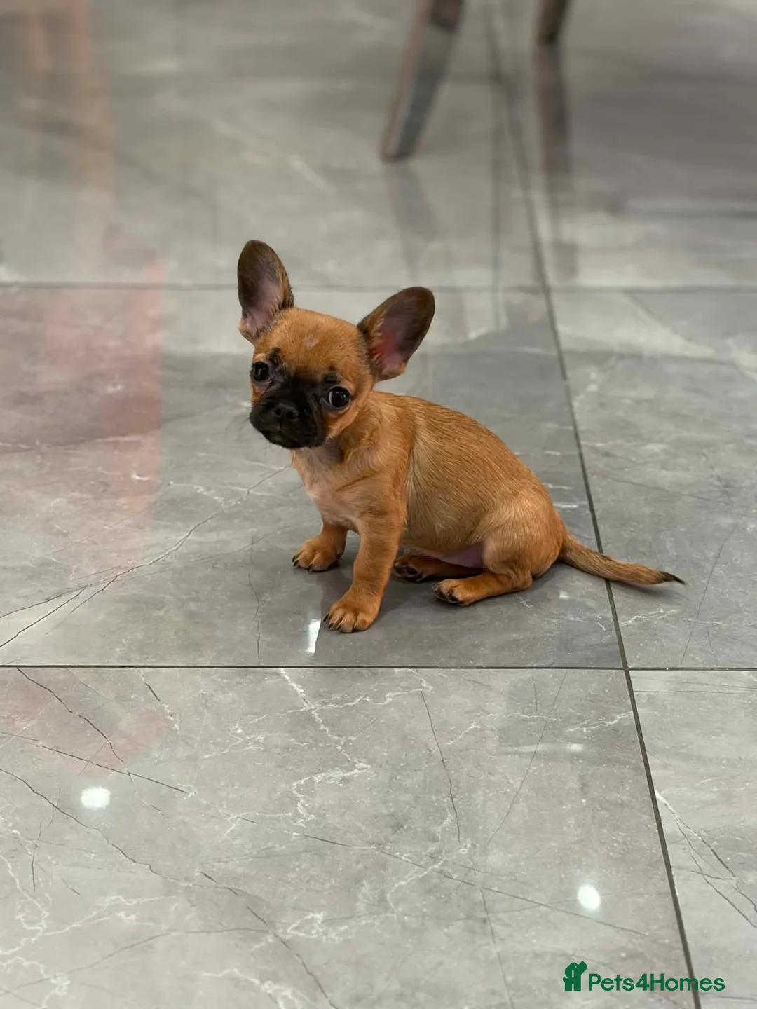 Mixed Breed dogs for sale: French/Chihuahua girlie - Advert 1