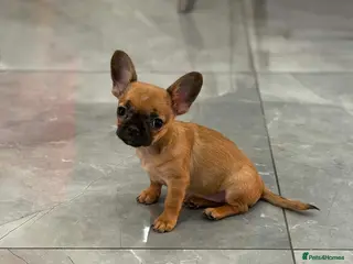 Mixed Breed dogs French/Chihuahua girlie - Advert 13