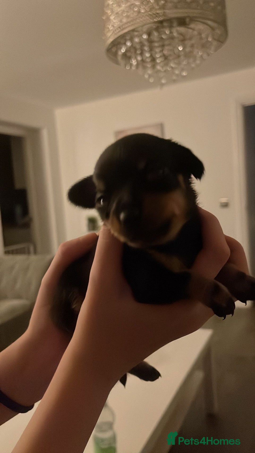 Chiweenie dogs for sale: 3 Beautiful chiwennie Girls - Advert 2