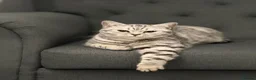 British Shorthair cats for sale: British Shorthair KittenSmoke Tabby  3 Girls 1 Boy - Advert 2