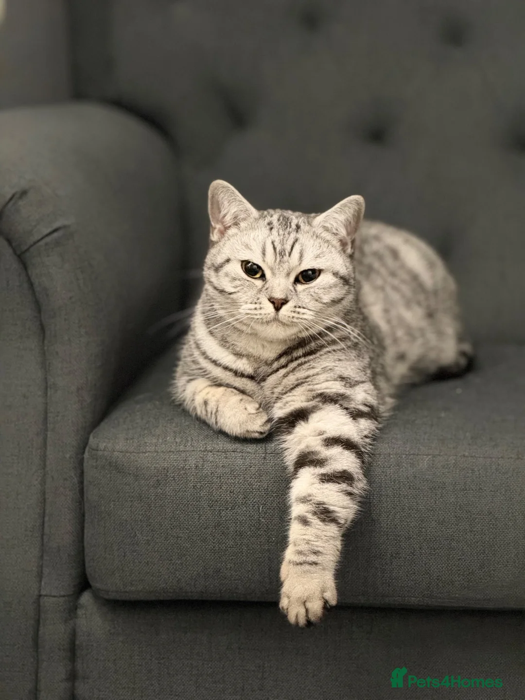 British Shorthair cats for sale: British Shorthair KittenSmoke Tabby  3 Girls 1 Boy - Advert 2