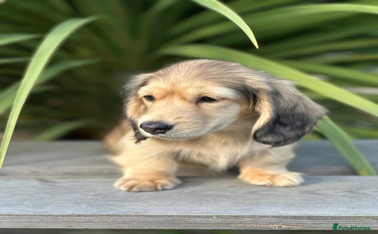 Miniature Dachshund dogs - Advert 3