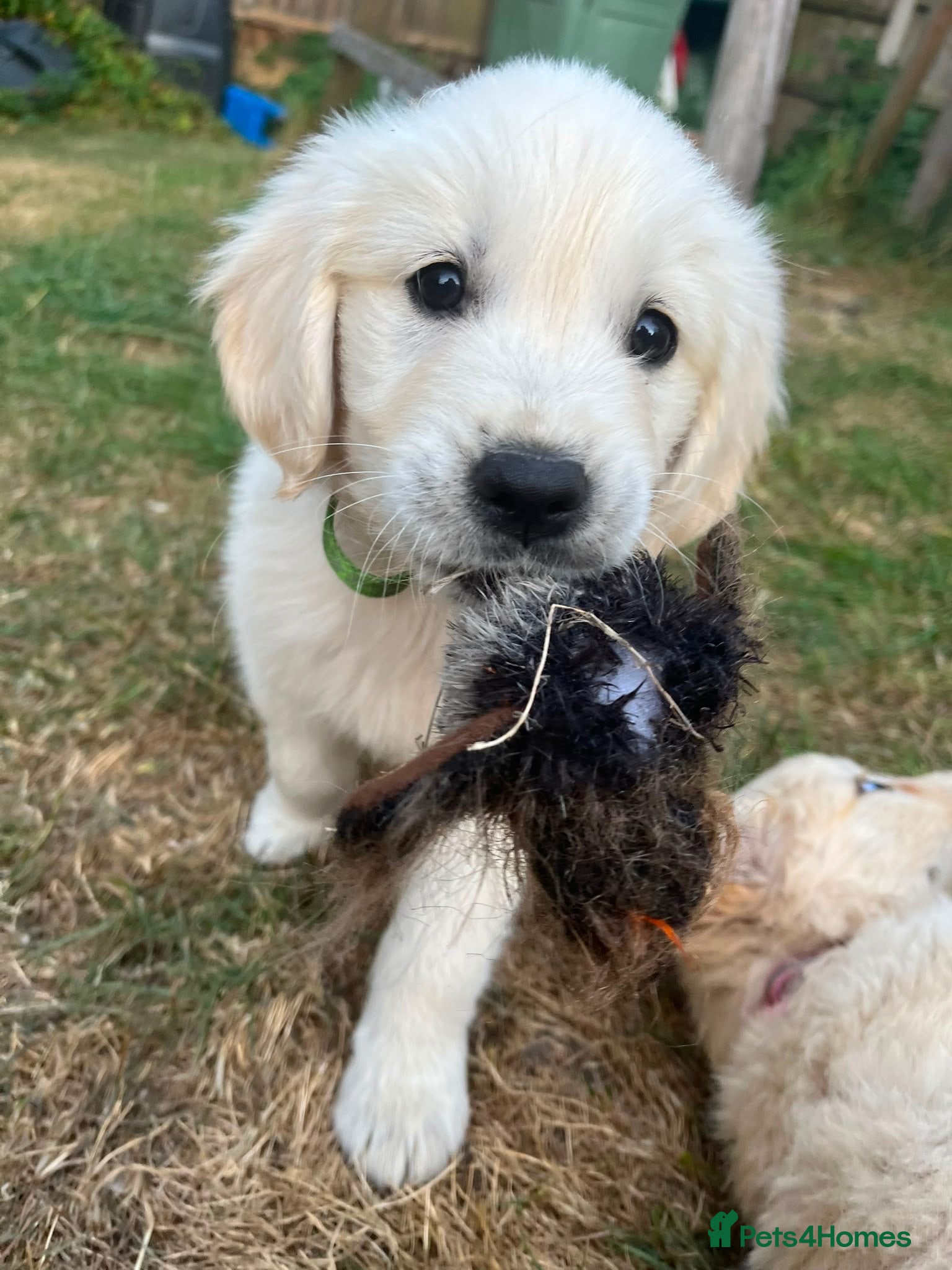 Golden Retriever dogs Golden Retriever puppies - Advert 6