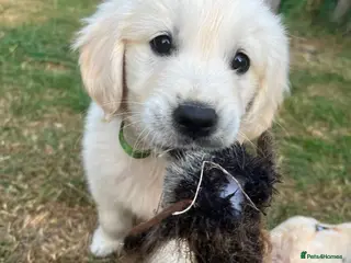 Golden Retriever dogs Golden Retriever puppies - Advert 6