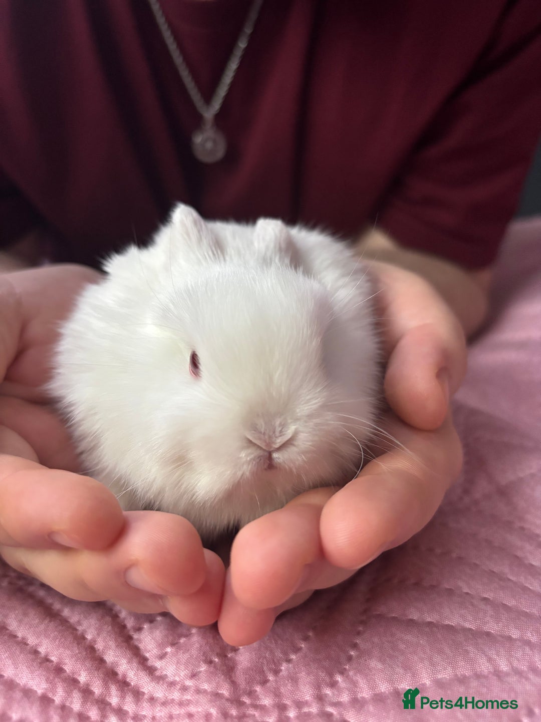 Mixed Breed rabbits for sale: 7 Gorgeous mixed dwarf hotot minilops  - Advert 10