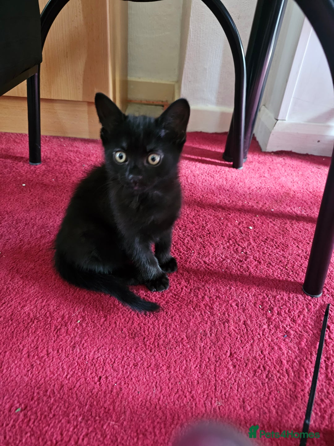 American Shorthair cats for sale: Kittens for sale  - Image 3