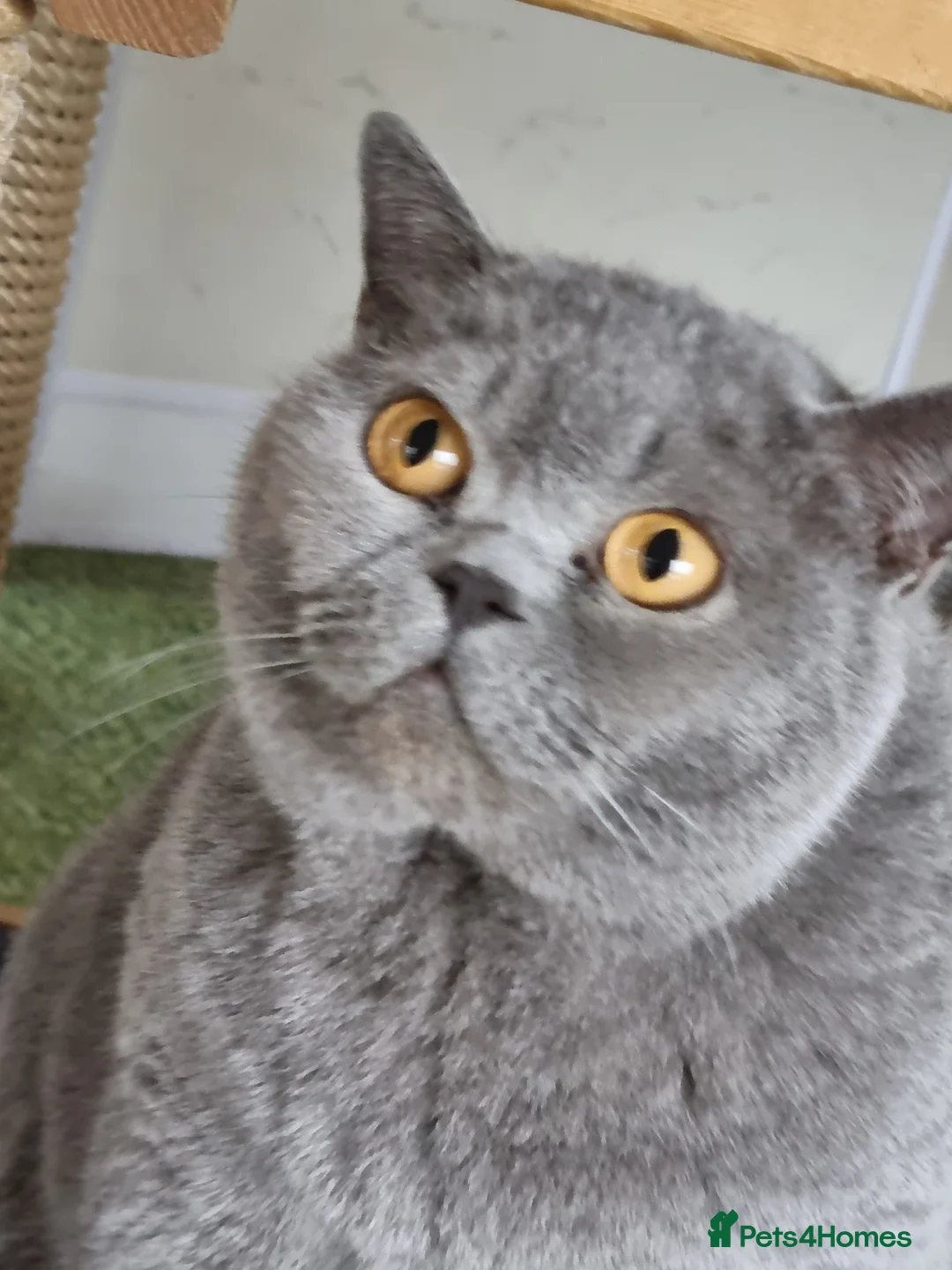 British Shorthair cats for sale: Beautiful blue British Shorthair girl  - Advert 1