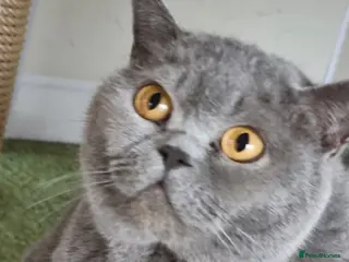 British Shorthair cats Beautiful blue British Shorthair girl - Advert 14