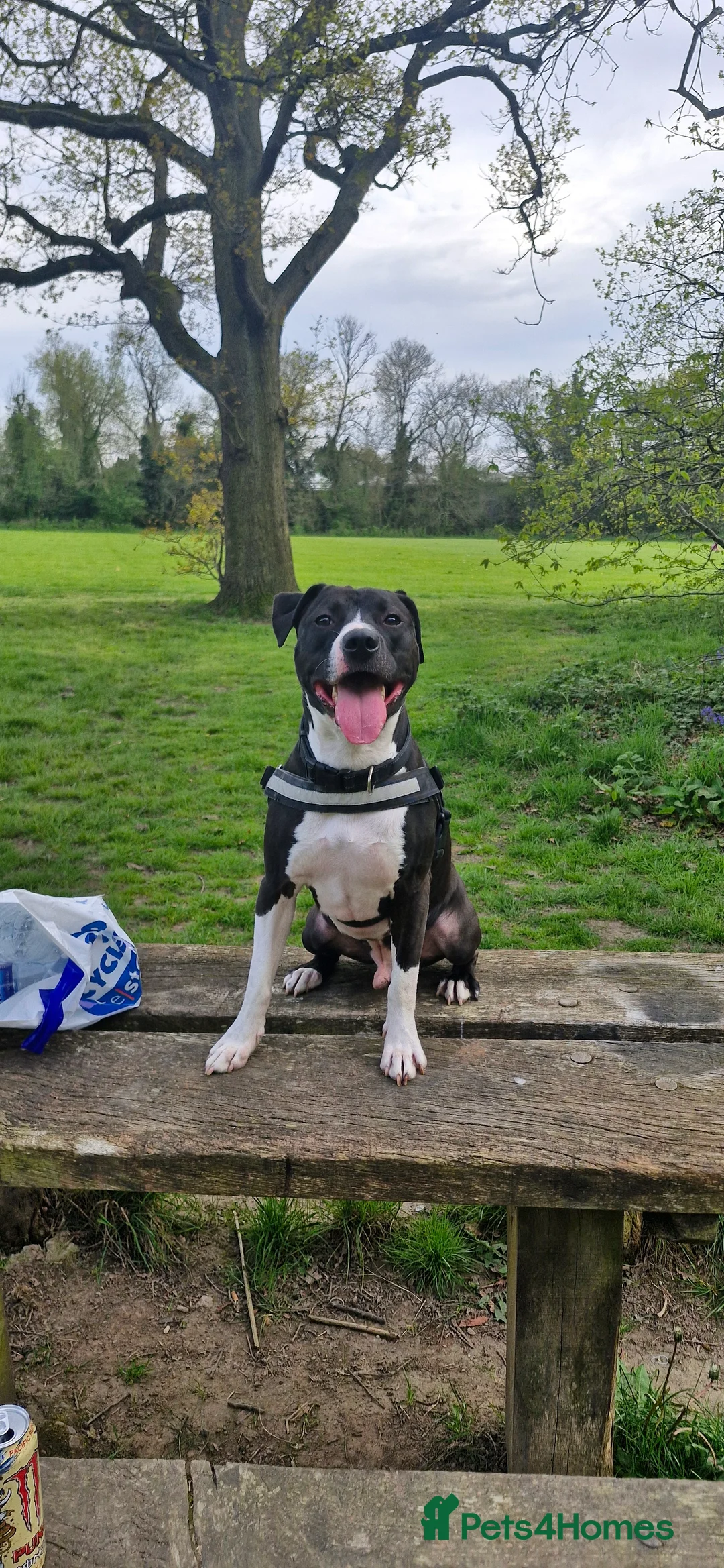 Mixed Breed dogs for sale: Cute playful Staffordshire dog - Advert 2
