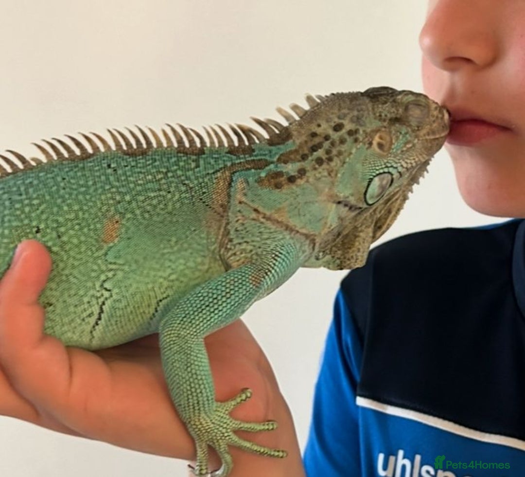 Iguana reptiles for sale: Blue female iguana  - Image 2