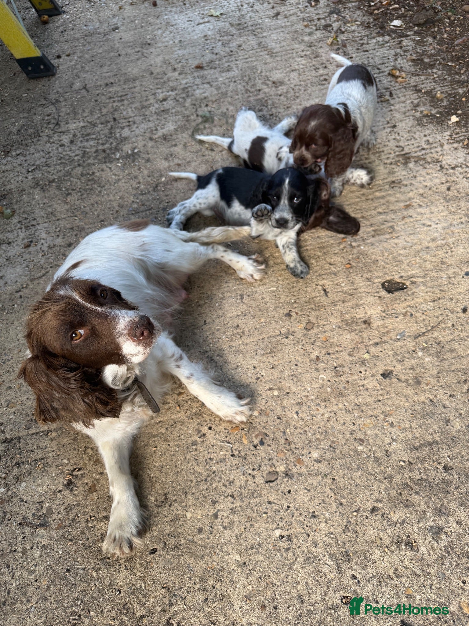 Cocker Spaniel dogs Pups for sale - Advert 1