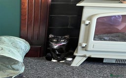 British Shorthair cats for sale: ******  - Image 2
