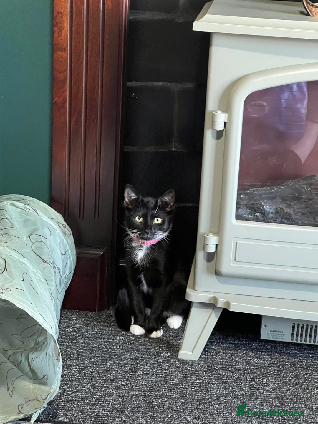 British Shorthair cats for sale: ******  - Image 2