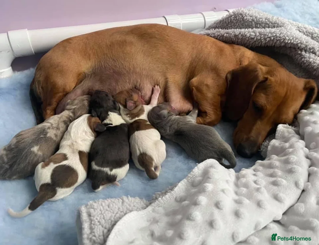 Miniature Dachshund dogs for stud: Tiny Piebald Stud with Free Ovulation Testing  in Stockton-on-Tees - Advert 17