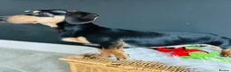 Miniature Dachshund dogs for stud: Black & Cream Smooth Stud  - Advert 3