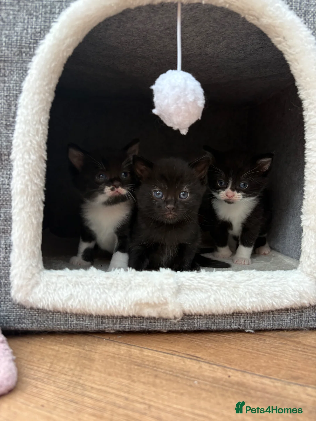 Ragdoll cats for sale: Sweetest kittens for sale. Peterborough  - Advert 2