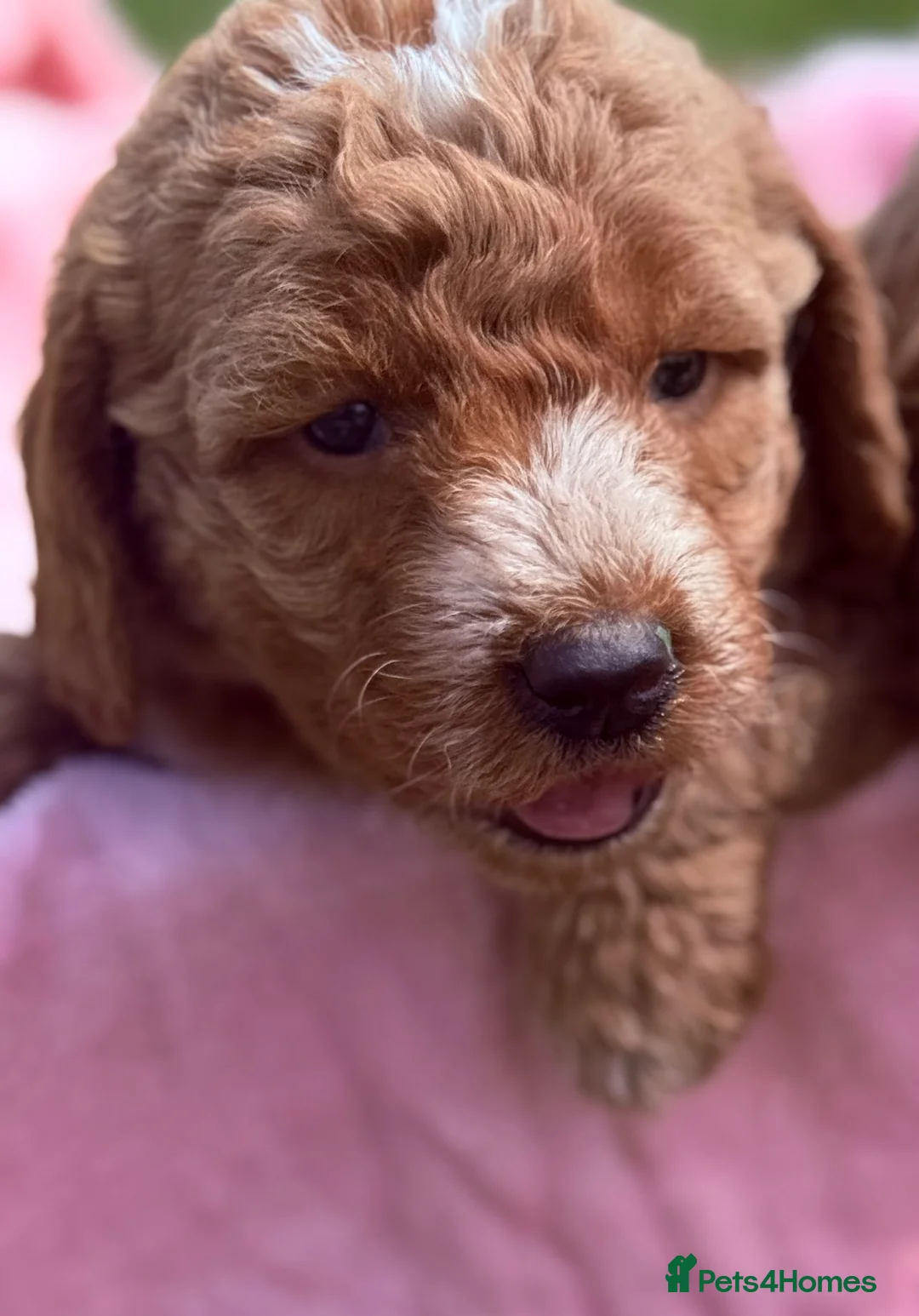 Australian Labradoodle dogs for sale: Australian Labradoodles  - Advert 1