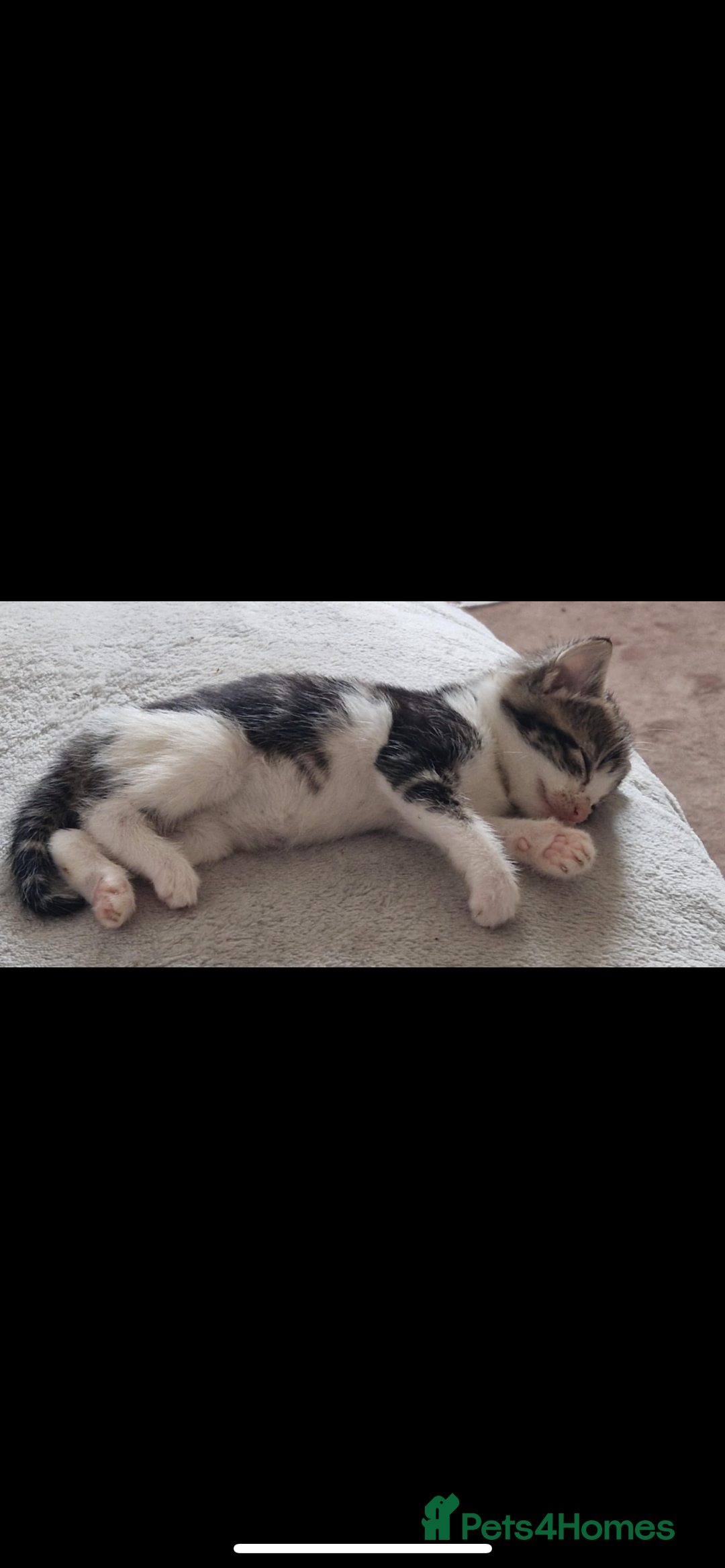 Domestic Shorthair cats for sale: 3 kittens looking for a loving home  - Image 2
