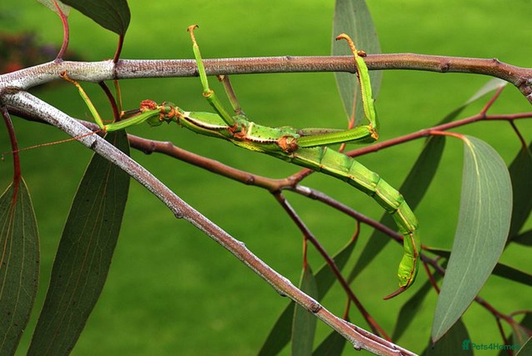 Stick Insects invertebrates for sale: Green Bean Stick Insects x 6 Diapherodes gigantea - Image 6