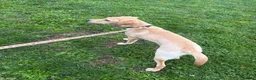 Labrador Retriever dogs for sale: 6 month old Lab needs a new home - Advert 5