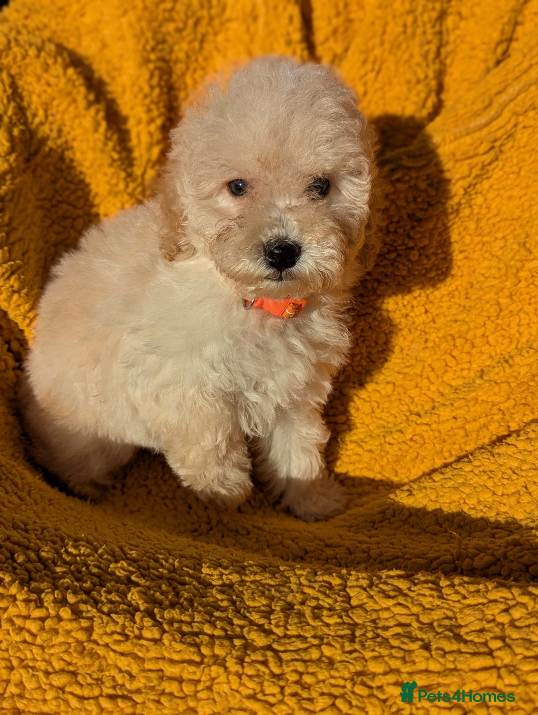 Miniature Poodle dogs for sale: Ready now Kc reg mini poodle pups for sale  - Advert 20