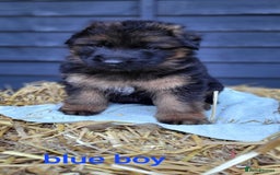 German Shepherd dogs for sale: German shepherd puppies  - Image 12