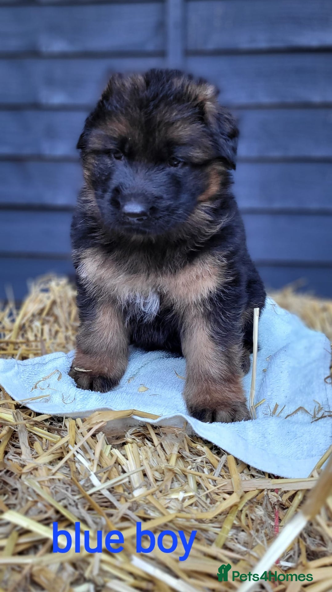 German Shepherd dogs for sale: German shepherd puppies  - Image 12