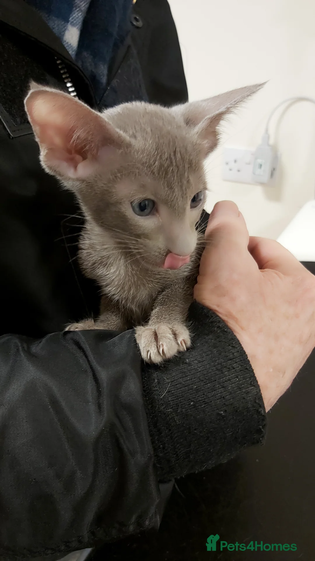 Oriental cats for sale: Full Pedigree Oriental 6 Kittens XL size ears GCCF - Advert 32